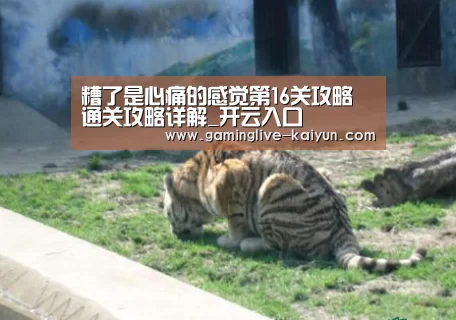 开云篮球